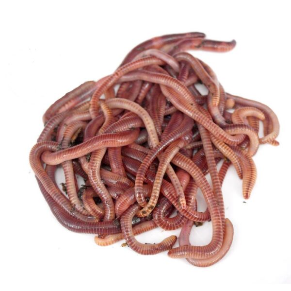 Dendrobaena Medium Worms
