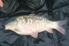 NG Fisheries Scaly Carp For Sale C3 5lb