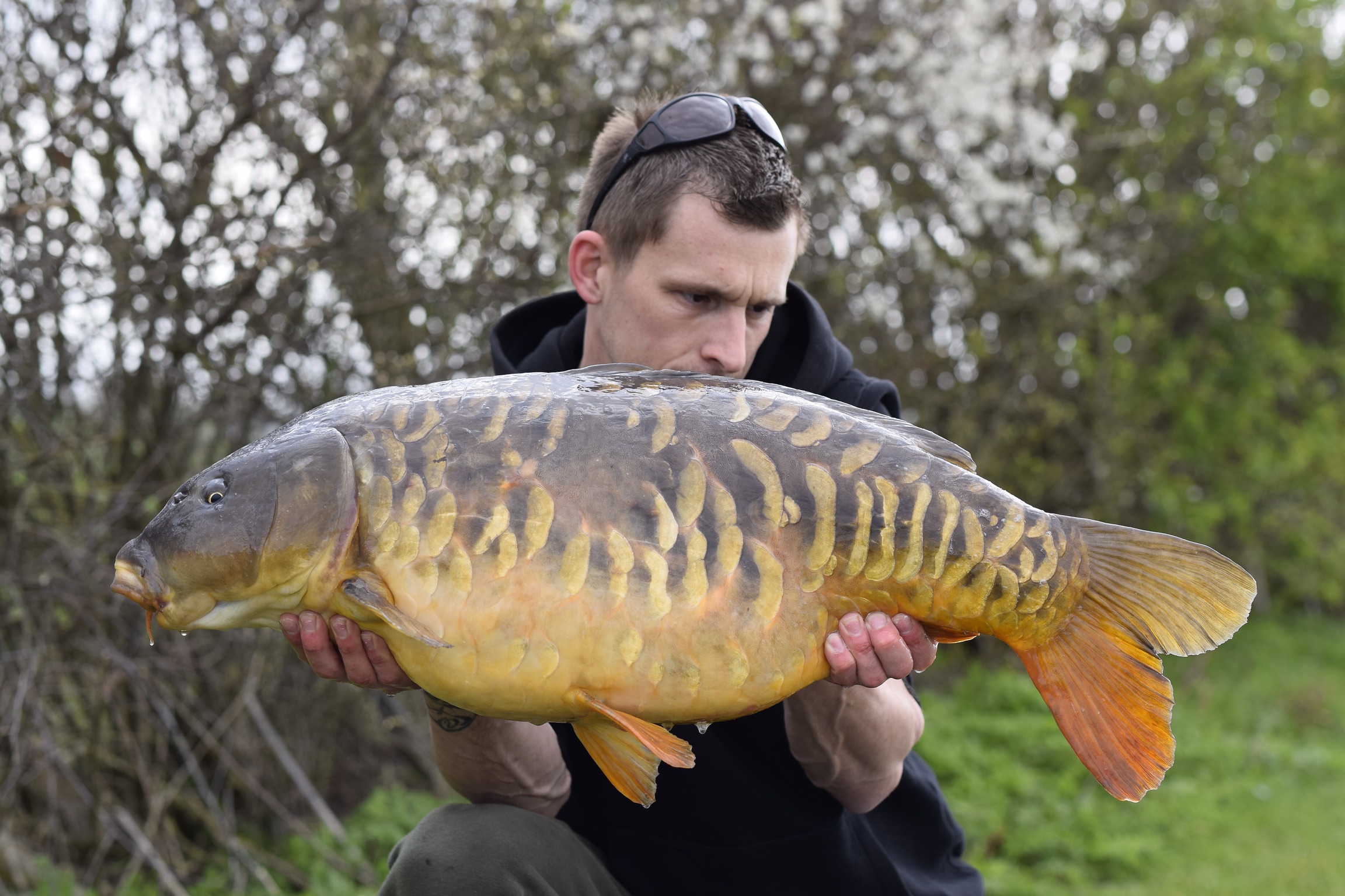 Essex Day Ticket Carp