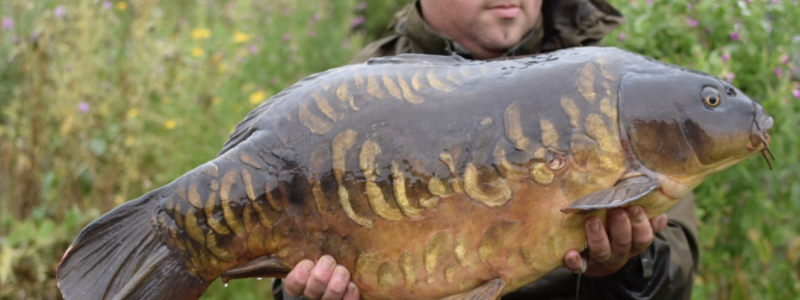 Carp Fishing Syndicate