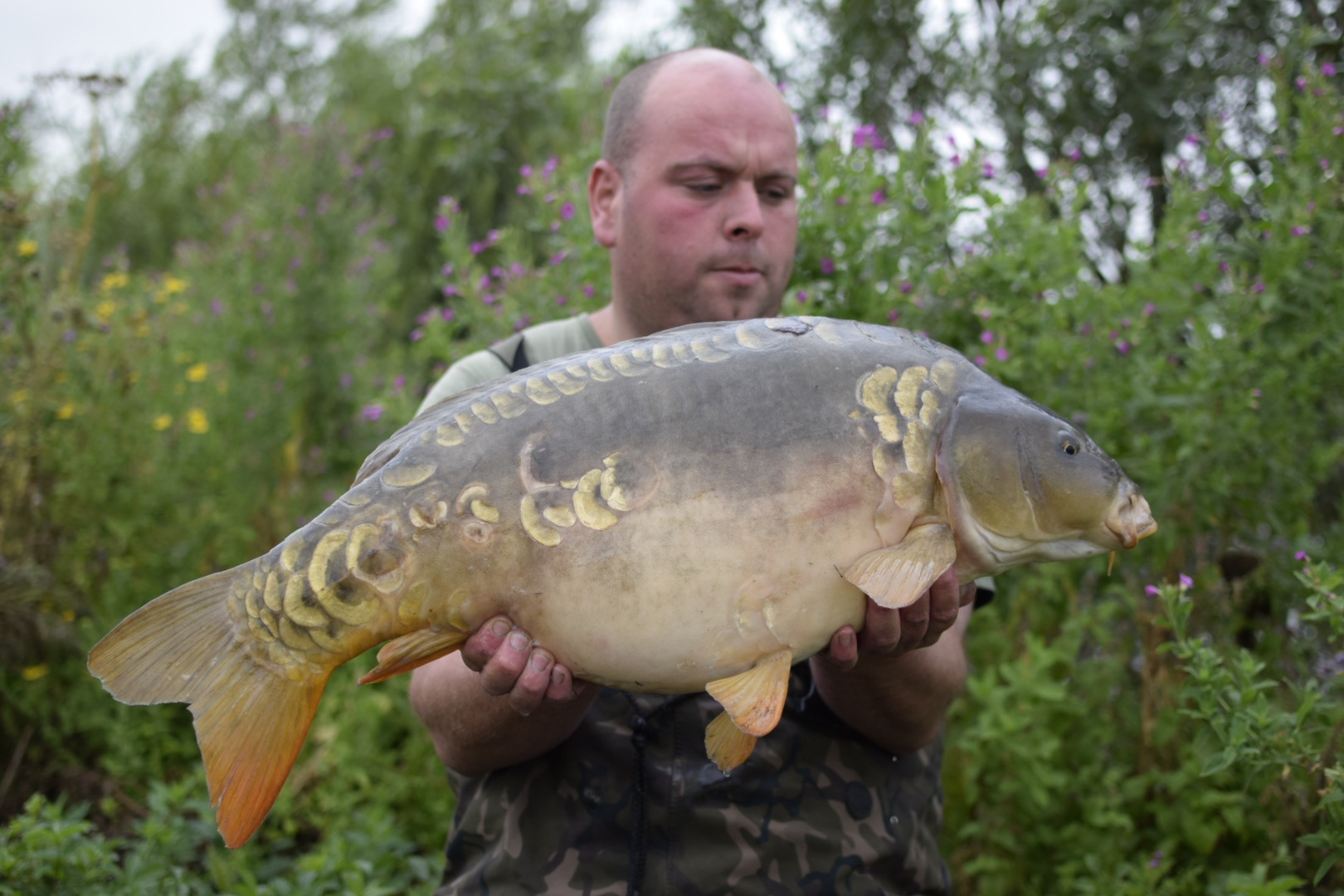 Mirror Carp