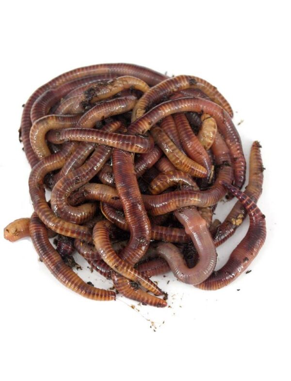 Dendrobaena Worms